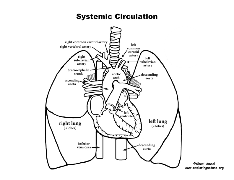 Systemic Circulation - Through the Body (Advanced*)